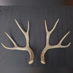 White deer antler set